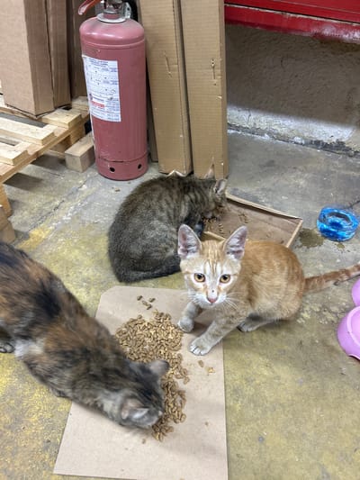 The image depicts three cats scavenging for food on a yellowed concrete floor in what appears to be a storage area or warehouse. In the background, a red fire extinguisher stands next to stacked cardboard boxes and wooden pallets. A brown cardboard tray filled with kibble is positioned on the floor, with a tabby cat eating from it. An orange cat is in the foreground, looking directly at the camera, with its paws near the kibble. A tortoiseshell cat is partially visible on the left, also eating from the kibble. A blue water bowl and a pink bowl are also visible in the scene. The overall impression is one of a neglected urban environment where stray animals are seeking sustenance. The location is identified as Struma, Bulgaria, suggesting an outdoor, possibly industrial or semi-abandoned setting within the city.