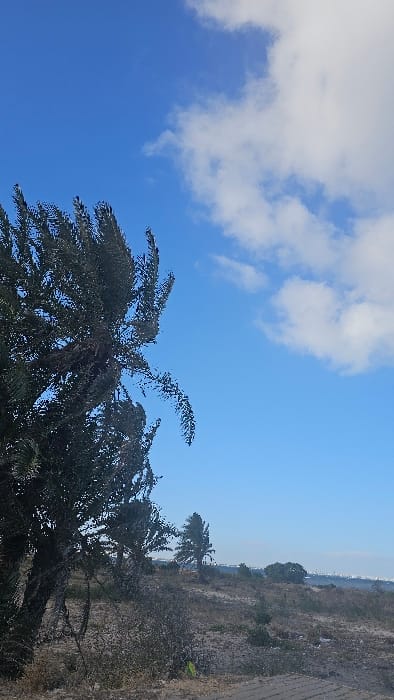 The image displays an outdoor scene in Monastir, Tunisia, under a bright blue sky with scattered white cumulus clouds, primarily in the upper right quadrant. A tall, dark green palm-like tree with prominent fronds occupies the left foreground, extending upwards and slightly right. The midground consists of dry, uneven terrain covered with sparse, brownish-green vegetation and patches of bare soil. Several other smaller trees are visible further back, including one distinctly separate tree in the mid-right. In the far background, a faint light blue horizon line is visible, suggesting a body of water, with subtle, indistinct outlines of distant structures or a cityscape barely discernible along this line. No individuals or animals are present. The scene is static, captured during daylight hours.