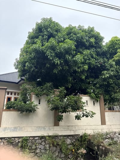 The image shows a large, leafy tree situated in front of a beige wall with brown trim. The wall has several small rectangular windows. Behind the wall, a portion of a house with a dark gray roof and white siding is visible. The house has windows with orange and dark frames. The scene is set against an overcast sky. The lower part of the image features a stone wall overgrown with greenery and some dry grass. A small, dark channel runs beneath the stone wall. The image appears to be taken in Meunasahtutong, Indonesia.