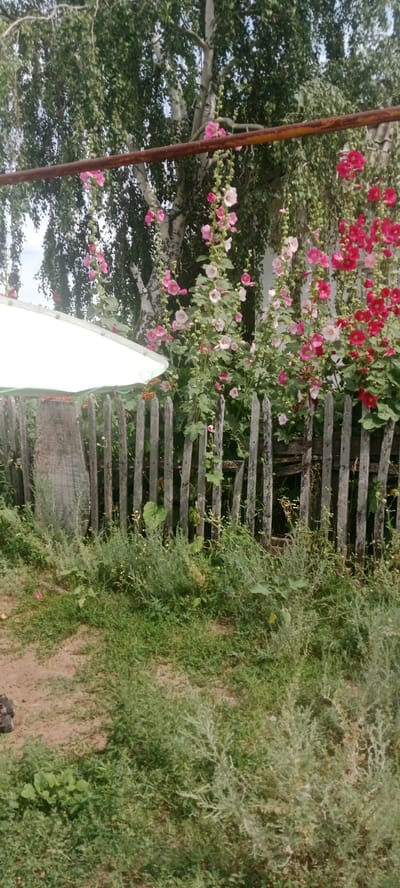A weathered, grey wooden fence runs horizontally across the middle ground of the image, separating a patch of sandy ground with some sparse green vegetation from a more overgrown area with taller green plants and a cluster of pink and red hollyhock flowers. Behind the fence and flowers, a tall birch tree with a white trunk and green leaves dominates the background. A thin, rusty metal bar stretches horizontally above the flowers and fence. To the left, a white, angled structure partially obscures the view of the tree and flowers. The scene appears to be outdoors in a rural setting.