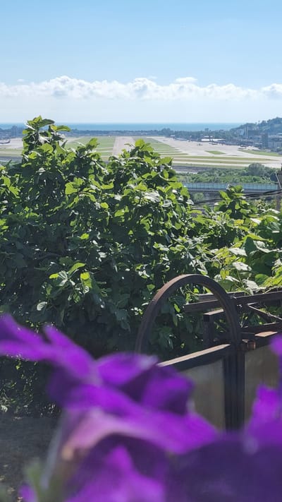 The image captures a wide shot of an airport scene with a natural foreground. In the foreground, blurred purple flowers and green foliage dominate, with a rusty metal structure visible behind the plants. Beyond the foliage, an airport runway stretches across the midground, with several airplanes visible on the tarmac. The background consists of a body of water, likely the sea, and a hazy horizon under a bright blue sky with scattered white clouds. The setting appears to be an open, sunny day. The location of Chereshnya, Russia, is not discernible from the image itself.