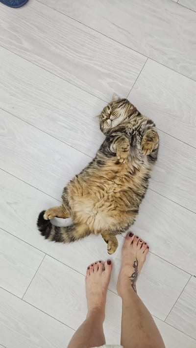 The image captures an overhead view of a domestic scene indoors, potentially in Yerzovka, Russia. A fluffy, striped tabby cat lies comfortably on its back on a light-colored wooden floor, exposing its lighter tan and brown belly. Its eyes are closed, and its paws are curled up, suggesting it is deeply relaxed or asleep. To the right, a pair of bare human feet are visible, both adorned with dark red nail polish. The right foot also displays a distinctive dark tattoo on its instep, resembling a tribal or winged motif. The floor is composed of wide, light greyish-white wooden planks, indicating a clean and modern interior. The overall atmosphere conveyed is one of peace and domestic comfort, likely during the daytime. There is no visible text in the image.