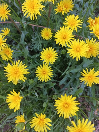 A close-up, top-down view of a field of yellow dandelions under a cloudy sky. The dandelions are in various stages of bloom, with some fully open and others still developing. The green leaves of the dandelions and other grasses are visible in the background. The image does not contain any discernible urban features or elements that would indicate a specific location within Norilsk, Russia.