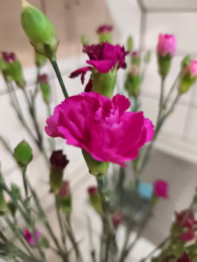The image displays a close-up, slightly blurred view of a bouquet of carnations. The primary focus is a vibrant fuchsia carnation in the foreground, with its ruffled petals clearly visible. Surrounding it are several other carnation buds and some in bloom, in shades of pink and darker magenta, along with numerous green buds. The flowers are arranged on thin stems, and the background consists of a light-colored, tiled surface. There is no indication of any specific location in Słupia pod Bralinem, Poland, nor are there any people or discernible actions depicted. The scene is static and solely focused on the floral arrangement.