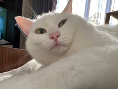 A close-up shot shows the face of a white cat with green eyes and a pink nose. The cat is lying down, and its body fills most of the frame. The background is blurred, but hints of a window with sunlight streaming through suggest an indoor setting. The cat's fur is soft and fluffy. The lighting suggests it could be daytime, possibly morning or afternoon, due to the bright sunlight. No people are visible in the image. There is no visible text. The setting appears to be a home environment.