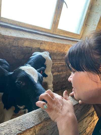 The image depicts a close-up view of a woman leaning over a wooden structure, interacting with two calves in a barn. The woman, seen in profile from the right, has dark hair and is wearing a ring with a turquoise stone on her left hand, which rests on the wooden barrier. She appears to be looking down at the calves. The calves are black and white Holstein Friesian, with one calf's head positioned closer to the camera, its eye clearly visible. The background shows a rustic barn interior with brick walls and a window with a wooden frame, letting in bright light. The scene is set in a rural environment, possibly a farm in the village of Gosttsy, Russia, given the context.