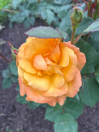 This is a close-up, top-down, eye-level, natural light photograph of an open orange rose in the city of Mount Royal, Canada. The rose is in full bloom, with its petals layered in shades of orange and yellow, some tinged with pink. A few tiny water droplets are visible on the petals. To the left of the rose, a small, green rosebud is partially visible, with a hint of red at its tip. To the upper right, another green rosebud is more prominent, with its sepals tightly closed. The rose bush has dark green leaves, some with reddish-purple edges, and thorny stems. The background consists of dark soil and out-of-focus green foliage, suggesting a garden setting. No people are present in the image.