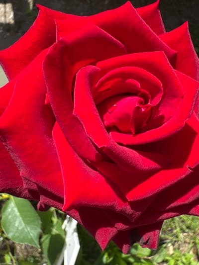A close-up, high-angle shot captures a vibrant red rose in full bloom. The rose's petals are tightly spiraled towards the center, with delicate textures and a slight velvety sheen. Sunlight illuminates the petals, creating stark highlights and deep shadows that accentuate the flower's form. A tiny dewdrop glistens on one of the inner petals. The background is softly blurred, revealing hints of green foliage and a pale, out-of-focus object that may be a fence or a label. The scene appears to be outdoors, likely in a garden or park setting. The image does not contain any people. The provided location, Земледелец-90 Спк, Russia, places this scene within a rural or semi-rural context, possibly a cooperative farm or horticultural society.