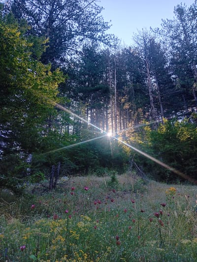 The image depicts a sunlit forest clearing in Grohotno, Bulgaria. Tall pine trees dominate the background, their dark green needles contrasting with the bright sky. Sunbeams pierce through the dense foliage, creating a lens flare effect. The foreground is a meadow filled with a variety of wildflowers, including pink and yellow blooms, interspersed with tall grasses. A few dead tree branches are visible amidst the vegetation. The overall scene conveys a sense of natural beauty and tranquility.