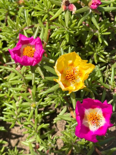 The image shows a close-up, overhead view of three blooming flowers in a garden bed. The flowers are purslane (Portulaca grandiflora), with two bright pink flowers and one yellow flower. The pink flowers have white centers surrounding bright orange stamens. The yellow flower also has orange stamens and some reddish-orange markings on its petals. The flowers are surrounded by a dense growth of green, succulent leaves, which are typical of purslane. The background consists of dark soil and some shadows, suggesting an outdoor environment bathed in sunlight. There is no indication of any people or specific buildings or landmarks that would tie it to the city of Selanovtsi, Bulgaria. The scene is static, with no actions or interactions depicted.