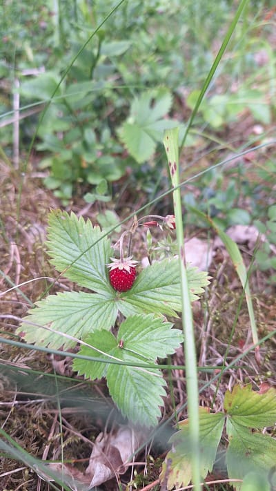 A single, ripe wild strawberry (Fragaria vesca) is prominently displayed in the center of the frame. The berry is a vibrant red, round, and appears to be slightly textured. It is attached to a slender stem that connects to the leaves of the strawberry plant. The leaves are green, serrated along the edges, and have visible veins. The plant is situated amongst other foliage, including grasses and what appear to be other small plants, forming a natural, woodland-like environment. The background is blurred and consists of more green vegetation, dry leaves, and soil. The overall scene suggests an outdoor, natural setting, likely in a forest or meadow area. There are no people or any man-made objects visible in the image.
