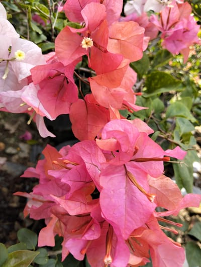 This is a close-up, vertical, eye-level photograph of bougainvillea flowers in Cotseurani, Indonesia. The flowers are predominantly vibrant pink and salmon orange, with some lighter pink and white blooms visible in the background. The bracts, which are often mistaken for petals, are delicate and papery, with visible veins. Small, yellowish-white floral structures are present at the center of some of the flowers. The flowers are clustered together on thin, brown stems, and a few green leaves are interspersed throughout the frame. The background is softly blurred, showing more foliage and hints of the ground, which appears to be covered with small stones and organic debris. The lighting suggests an outdoor environment, possibly a garden, with the sun illuminating the flowers. There are no people or animals visible in the image.
