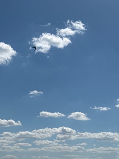 The image is a photograph of a blue sky with scattered white clouds. There is a dark silhouette of a bird in flight in the lower left quadrant of the image, with its wings outstretched and its tail forked. The clouds are varied in shape and density, with some appearing wispy and others more substantial. The overall scene suggests a clear, bright day, likely in the afternoon given the clarity of the sky. The orientation of the image is vertical, with the clouds on the right side appearing as streaks. There is no visible text in the image. The setting is an outdoor environment, likely in Pokoinoe, Russia, as indicated by the location context. The activity taking place is the flight of a single bird through the sky. The mood is peaceful and serene, with the vastness of the sky and the solitary bird evoking a sense of freedom and natural beauty.