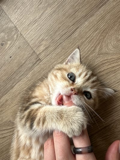 An overhead shot shows a ginger and white kitten playing with a human finger on a wooden floor. The kitten is lying on its back, with its paws around the finger, and its mouth open, biting down on it. The kitten has bright blue eyes and white whiskers. The wooden floor is light brown with visible grain. A human hand, wearing a dark grey and white marbled ring on the ring finger, is visible, with the finger being held by the kitten. The scene is indoors, on a wooden floor, and the lighting suggests it is daytime. There is no indication of the location being in the city of Mokino, Russia.