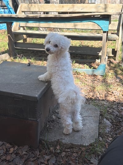 A small, white, curly-haired dog is standing on a dark metal box. The box is sitting next to a concrete slab on an area covered with dead leaves and grass. Next to the box and concrete is a partially visible wooden structure with some blue paint. The location is likely outdoors in a residential area, but not confirmed to be in Зуй, Russia. A person's leg is visible in the upper-right corner.