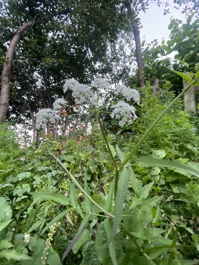 The image depicts a close-up view of a cluster of white wildflowers in the foreground, with a dense background of greenery and trees. The flowers are small and delicate, arranged in umbrella-like clusters. Behind them, a variety of lush green foliage and the trunks of several trees are visible. The overall impression is one of a natural, overgrown setting, possibly a garden or a wild area within the city of Кызыл-Тоо, Kyrgyzstan. The lighting suggests it is daytime, possibly late afternoon or early morning, as the sky is visible but overcast. No people or animals are present in the image.