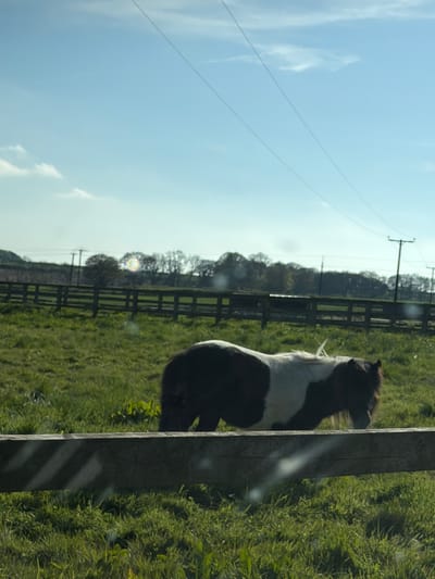 A pony is standing in a grassy field next to a wooden fence post in Witton Gilbert, United Kingdom. A wooden fence runs along the background of the field, and trees can be seen beyond the fence. Electrical power lines and pylons are visible in the distance. The sky is blue with some clouds.