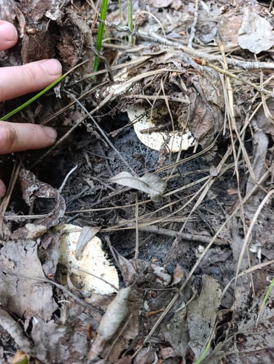 An overhead close-up view shows two white mushroom caps partially obscured by dry leaves, twigs, and dark soil. One mushroom is visible in the upper center of the frame, and the second is in the lower left. A person's fingers are in the upper left corner, touching the surrounding detritus. The environment is a natural forest floor, likely within the city of Dimitrovskii, Russia. The lighting suggests an outdoor, daytime setting.
