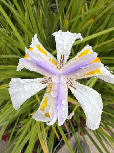 A close-up, top-down view captures a single *Dietes iridioides* (African iris) flower, centered against a blurred background of green, blade-like foliage. The flower features six petals; three larger outer petals are predominantly white with speckled yellow and dark brown markings near their base. Three smaller, upward-curving inner petals are a light lavender-purple. The entire flower, including all visible petal surfaces and the central structure, is covered in numerous, clear water droplets, indicating recent precipitation or dew. No people, animals, or artificial structures are visible. The scene depicts natural flora in an outdoor setting within the city of Rancho Palos Verdes, United States of America.