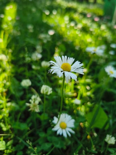 The image captures a close-up view of a white daisy with a yellow center, growing in a grassy area. The daisy is in focus, with its petals spread open and its stem reaching upwards. The background is a blur of green foliage and out-of-focus white flowers, suggesting a natural, perhaps park-like setting. The lighting indicates it is daytime, with sunlight filtering through the leaves, creating a soft, diffused illumination. There are no people or man-made structures visible in the frame. The scene is peaceful and evokes a sense of nature. The location in Tukums, Latvia is not discernible from the visual information provided in the image.
