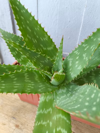 A close-up, eye-level shot features a potted aloe vera plant with vibrant green leaves. The leaves are thick and fleshy, with serrated edges and small white spots scattered across their surface. Some leaves exhibit reddish-brown tips. The plant is housed in a brown plastic pot, partially visible at the bottom left of the frame. The background consists of a textured, light gray wall and a wooden surface, suggesting an outdoor setting. The lighting is natural, casting soft shadows. No people or animals are present. The scene is static and offers no indication of a specific location within Pomezia, Italy.