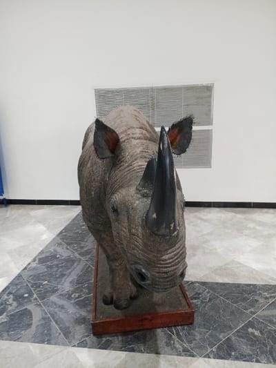 An indoor scene in a building in Harare, Zimbabwe, likely a museum or public institution, displays a taxidermied adult black rhinoceros. The rhinoceros, colored in tones of weathered grey-brown, stands on a rectangular dark reddish-brown wooden plinth. It is positioned facing slightly towards the right, with its head slightly lowered, showcasing its two prominent black horns and textured skin. The flooring beneath consists of large, rectangular light and dark grey marble or stone tiles arranged in an alternating checkered pattern. The background features a plain white wall, bordered at the base by a narrow dark skirting board. In the upper right quadrant of the image, a rectangular window or vent fitted with horizontal blinds or louvers is visible within the white wall. A vertical blue object is partially discernible on the far left edge of the frame. No individuals or active interactions are present in the scene, which is evenly illuminated.