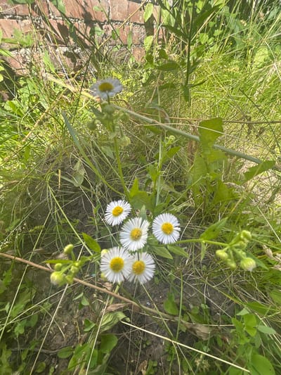 This is a close-up, slightly angled, downward-facing photograph of a patch of grass with several small white flowers with yellow centers. The flowers appear to be daisies or a similar wildflower. The grass is green and somewhat overgrown, with some dry blades mixed in. There are also some budding flowers visible, particularly on the right side of the frame. The ground beneath the grass is dark soil. In the lower left corner, a textured brick surface is visible, suggesting the edge of a path or wall.
The lighting suggests it is daytime, likely sunny, as indicated by the bright illumination and shadows cast by the grass and brick. The overall mood is natural and serene, focusing on the details of the wildflowers and their environment. There is no visible text in the image. The location context provided places this scene in Velykyi Trostianets, Ukraine.