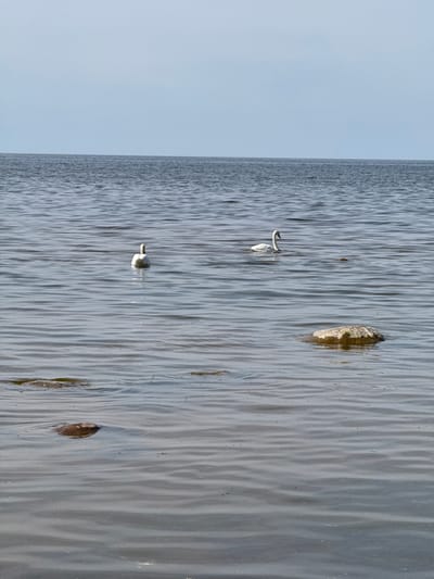 This image, captured in Saulkrasti, Latvia, presents a serene waterscape under a clear sky. The scene is dominated by a large body of water on the right, characterized by gentle, elongated ripples across its surface, reflecting the bright daylight. On the left, a wide expanse of light blue, cloudless sky meets the water at a sharp, straight horizon line.
Two white swans are visible on the water. One swan is more centrally located, its white plumage contrasting with the water's muted tones. A second swan appears further in the distance, partially obscured. Scattered across the water's surface are several pieces of debris or natural elements; a prominent, brown, oval-shaped object floats towards the right, and other smaller, darker fragments are present. The lighting indicates a bright, clear day, likely late morning or early afternoon, contributing to the tranquil atmosphere. There is no discernible activity beyond the swans floating. No text is visible in the image.