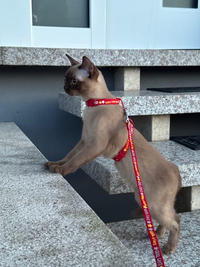 A light brown cat with darker Siamese-like markings is on a leash and harness, leaning over a textured gray ledge. The cat's head is down, looking to the left, and its front paws are resting on the ledge. The leash is red with a repeating pattern of "COOL CATS" and star graphics, and is attached to a silver clip on the cat's harness. Behind the cat, a textured granite-like wall is visible, with darker rectangular shapes creating a contrasting architectural element. To the left of the frame, a white door or panel with a rectangular inset is visible. The lighting suggests it is daytime.