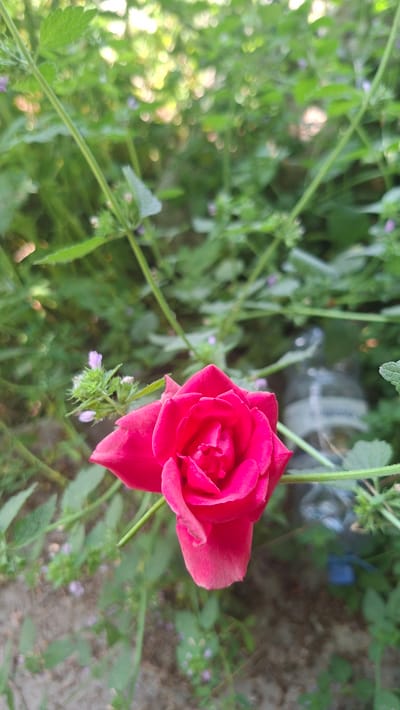 This media file displays a close-up, rotated shot of a vibrant pink rose in full bloom. The rose is the central subject, positioned on the right side of the frame. Its petals are tightly clustered in the center, gradually unfurling outwards, with the outer petals showing a softer, almost translucent texture. The rose is attached to a thin, green stem that extends upwards and out of the frame.
Surrounding the rose is a lush, green environment of foliage. The background is softly blurred, creating a bokeh effect that emphasizes the rose. Green leaves and thin stems fill the left and top portions of the image, some appearing in sharp focus while others are indistinct. Small, delicate purple flowers are scattered among the greenery, adding subtle touches of color. In the upper right background, there are hints of a discarded plastic bottle and the texture of what appears to be dry ground or sand.
The lighting suggests it might be daytime, with dappled sunlight filtering through the leaves, creating bright highlights and soft shadows. There is no visible text in the image. The overall impression is one of natural beauty and tranquility, a moment captured in a garden or natural setting in Hîncești, Moldova.
