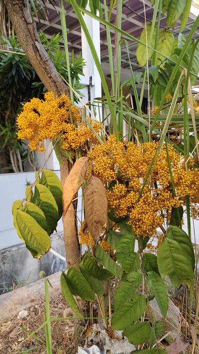 A medium shot captures a tree with clusters of small, vibrant yellow flowers and green leaves. Two dry, brown leaves hang from a branch in the center. The tree trunk is rough and textured. In the background, tall green grass and a white structure are visible. The scene appears to be outdoors, possibly in a garden or park setting, with dry ground and some scattered debris at the base of the tree.
