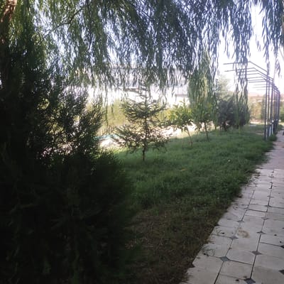 A paved pathway made of light-colored square tiles with dark diamond accents runs along the right side of the frame. To the left of the path is an area of lush green grass, with a small pine tree in the foreground and a more mature evergreen tree behind it. Weeping willow branches hang from above, obscuring the sky. In the mid-ground, beyond the grass, are several smaller trees and bushes. In the background, a building with white walls and windows is visible, as well as a metal pergola-like structure with vertical supports. The scene appears to be outdoors in a garden or park-like setting. The lighting suggests it is daytime, likely morning or late afternoon due to the dappled sunlight filtering through the leaves. No people are visible. The location is Birlik, Uzbekistan.