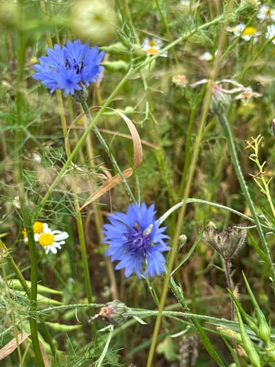 A close-up, eye-level shot captures a vibrant scene of wildflowers in bloom, likely in a field or meadow within Kołczewo, Poland. Two prominent cornflowers, displaying their characteristic bright blue petals, are the central focus. The cornflower in the foreground is slightly out of focus, revealing its delicate, layered petals and dark center. Another cornflower, positioned higher and to the left, is also blue and more sharply defined. Interspersed among the blue flowers are smaller white wildflowers with yellow centers, resembling daisies or chamomile. The background is a soft blur of green foliage, stems, and dried plant material, suggesting a natural, uncultivated environment. The lighting appears to be natural daylight, casting a soft glow on the blossoms and creating a shallow depth of field that emphasizes the flowers. There are no people or animals visible in the frame. The overall impression is one of natural beauty and the abundance of summer flora.
