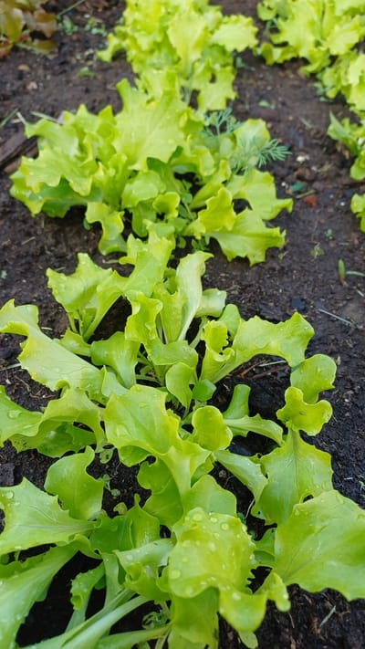 The image shows a close-up, eye-level view of a row of young, bright green lettuce plants growing in dark soil. The leaves of the lettuce are slightly ruffled and have water droplets on them, indicating recent watering or rain. The plants are arranged in neat rows, suggesting a cultivated garden or farm. In the background, more lettuce plants are visible, receding into a slightly blurred focus. The overall impression is one of fresh, healthy growth. The location is identified as Kizner, Russia. There are no people or animals visible in the image, and no specific actions or interactions are depicted. The environment appears to be an outdoor garden setting with rich, dark soil and natural lighting.