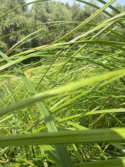 The image shows a close-up view of tall, green grass blades, with a blurry background of trees and a pathway. The grass is in focus, with some blades creating a diagonal pattern across the frame. The leaves are long and thin, with visible veins. The background suggests an outdoor environment, possibly a park or natural area. The location in Pavlodarskoye, Kazakhstan, is not visually discernible from the image itself.