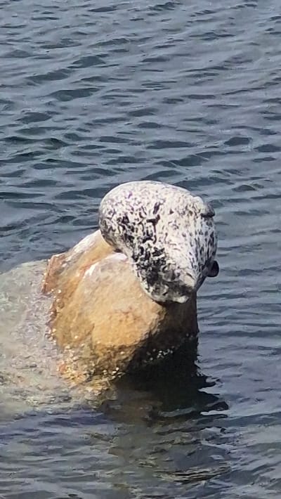 A seal with black and white mottled fur rests its head on a brown rock in the water. The water is dark blue with visible ripples, suggesting it is a calm body of water, likely the Monterey Bay in Monterey, California. The seal's body is mostly submerged, with only its head and the top of its back visible. The rock is partially submerged, with the water lapping around its base. The seal appears to be in a relaxed state.