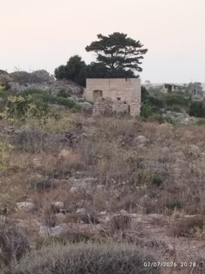 The image depicts an outdoor scene in Dingli, Malta. In the foreground, a dry, rocky terrain with sparse, overgrown vegetation dominates the landscape. Mid-ground features a small, stone, abandoned structure with a single doorway. Behind this structure, a large tree with dark green foliage stands prominently, its branches spreading wide. The background shows more overgrown vegetation and a cloudy, pale sky. In the far distance, another dilapidated stone structure is visible amongst dense greenery. The image is dated "02/07/2026 20:28." There are no people or animals visible in the image.