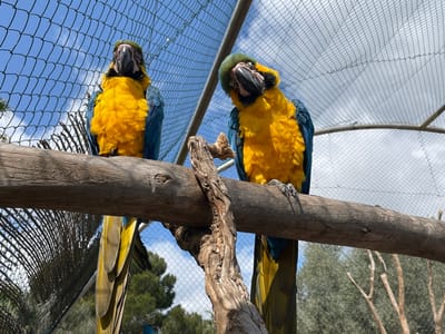 Two Blue and Gold Macaws (*Ara ararauna*) are perched on a substantial, horizontal wooden branch within an outdoor aviary in Sant Llorenç des Cardassar, Spain. The macaw on the left faces predominantly forward, its head tilted slightly upward, exhibiting bright yellow ventral feathers and blue dorsal and wing plumage. The macaw on the right, positioned slightly to the right of the branch's center from the viewer's perspective, faces forward and right with a more pronounced upward and right head tilt, displaying identical coloration. Both birds securely grasp the branch with their dark talons. The background features a light-colored wire mesh enclosure set against a partially cloudy blue sky. Distant green trees are visible at the lower horizon through the mesh structure, indicating an open-air environment.