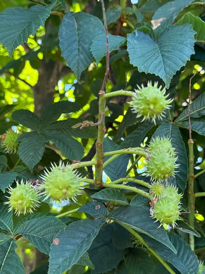 The image shows a close-up of horse chestnut conkers growing on a tree. The conkers are green and spiky, with some beginning to open. They are clustered on branches amidst dark green leaves. The background is out of focus, showing dappled sunlight filtering through the foliage, suggesting an outdoor environment. There are no people visible in the image. The scene appears to be in a natural setting, possibly a park or a garden, located in the village of Korobivka, Ukraine, given the context provided.