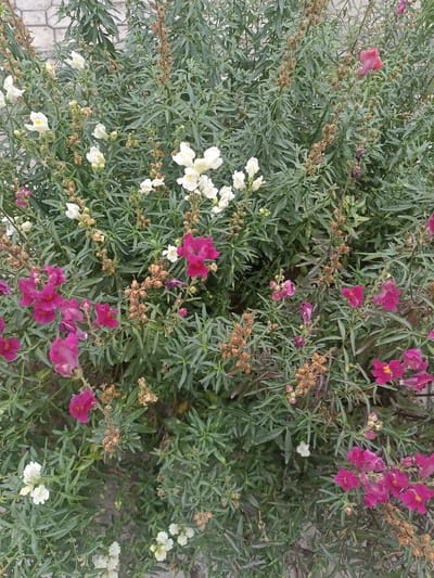A medium shot captures a dense bush of snapdragon flowers in Chust, Uzbekistan. The snapdragons are a mix of vibrant magenta and pure white blooms, interspersed with dried seed pods and lush green foliage. The textured background of a light-colored brick wall is visible in the upper left corner. The lighting is overcast, creating a diffused and even illumination across the scene, with no discernible shadows. No people or animals are present. The image is oriented vertically.