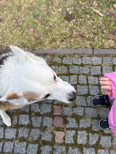 An overhead shot captures a moment of interaction between a dog and a child on a cobblestone path. The main subject is a medium-sized dog, possibly a husky or husky mix, with predominantly white fur, brown patches, and black markings, looking upwards with its muzzle pointed towards the top of the frame. Its dark nose and whiskers are clearly visible.

Above the dog, a child's hands and feet are visible. The child wears a bright pink jacket with a sleeve partially obscuring one hand, and black shoes with white soles. One of the child's hands is extended downwards towards the dog, suggesting an act of petting, offering a treat, or simply engaging.

The setting consists of a path paved with grey cobblestones, some interspersed with green moss and dry grass. To the left of the path, a strip of grass with scattered dry brown leaves indicates a natural area, possibly a lawn or park edge. The lighting suggests daytime, possibly overcast, given the lack of harsh shadows. The scene appears calm and focused on the interaction. There is no visible text in the image. The location context is Plyuty, Ukraine.