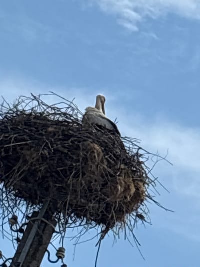 A low-angle shot depicts a large bird's nest atop a utility pole. The nest is constructed from twigs, branches, and miscellaneous debris. A white stork is resting within the nest. The sky is light blue. The location is Biaga, Bulgaria.