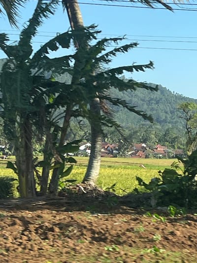 The image depicts a rural landscape in Paguyangan, Indonesia, with a focus on agricultural fields and vegetation. In the foreground, dark brown, tilled earth is visible, suggesting recent cultivation or preparation for planting. Behind this, a vibrant green field, likely a rice paddy or similar crop, stretches across the middle ground. A cluster of trees, including banana trees with their characteristic large, torn leaves, and at least one palm tree with a visible trunk, dominates the left and central portions of the image.
In the background, a village settlement is nestled among the greenery, characterized by numerous houses with red-tiled roofs. Beyond the village, a densely forested hillside rises, its slopes covered in a variety of trees. The sky above is a clear, bright blue. Power lines are faintly visible running horizontally across the upper part of the image. The overall scene is bathed in bright daylight, suggesting a sunny day. No people are clearly identifiable in the image, though there is a small, white object in the green field that could potentially be a scarecrow or a small animal.
