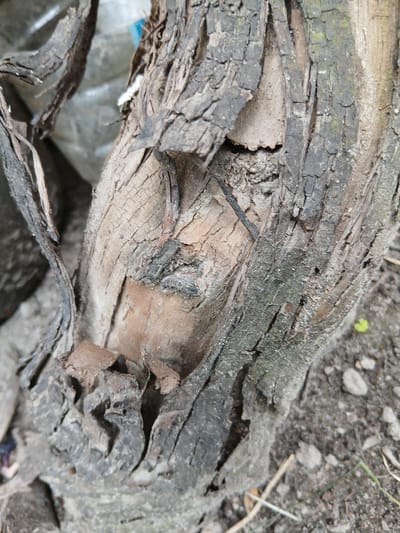 The image is a close-up shot of the damaged trunk of a tree, likely located in Kholosne, Ukraine. The bark is severely cracked and peeling, revealing the rough, woody interior. Some fragments of bark are hanging loose from the trunk. The tree appears to be in a state of decay or has suffered damage. The ground around the base of the trunk is visible, consisting of soil, small stones, and dry plant debris. In the background, a blurred object, possibly a plastic container, is present. There are no people or animals visible in the image.
