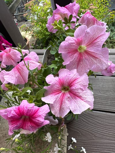 A close-up, eye-level shot captures several pink petunia flowers in bloom. The flowers are characterized by their trumpet-like shape and delicate, veined petals in varying shades of pink, with some exhibiting darker pink stripes extending from the center. The background is a mix of greenery and a wooden deck. The scene is set outdoors, likely in a garden or on a patio. The overall atmosphere is one of natural beauty and tranquility. There is no indication of the specific location in the city of Zubovo, Russia.