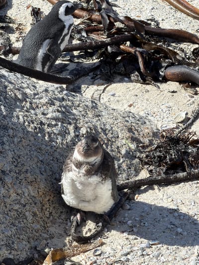 The image presents a high-angle, close-up view of two African Penguins on a sandy, rocky beach, surrounded by kelp under bright sunlight.

On the left side of the frame, the head and upper body of an adult African Penguin are visible. It exhibits its characteristic black and white plumage, with a distinct white band running over its eye. Its beak is slightly upturned, and part of its body is partially obscured by dark, thick strands of kelp and a large grey rock.

To the right, a penguin chick or juvenile rests on a textured grey rock. This younger penguin is covered in soft, downy feathers, primarily light brown and grey on its back and head, and white on its underside. Its eyes appear closed or partially closed, suggesting it is sleeping or resting peacefully. Its plump, fluffy body blends with the natural contours of the rock.

The ground is composed of light-colored sand mixed with numerous small shell fragments and pebbles. Dark, robust strands of kelp, some appearing wet and shiny, are scattered across the scene, creating a natural, somewhat cluttered environment. A prominent, textured grey rock occupies the central and right portions of the image, providing a resting spot for the chick. Strong, distinct shadows indicate bright daylight and clear weather conditions.

The overall scene depicts a natural coastal habitat, aligning with the known location context of Simon's Town, South Africa, which is home to African Penguin colonies. No visible text is present in the image.
