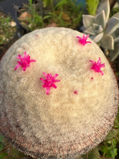 A close-up, overhead view captures the textured surface of a light-colored, spherical cactus adorned with five vibrant pink cactus flowers. The cactus has a dense, fuzzy covering, with some reddish-brown spines visible along its lower edge. The background is softly blurred, showing hints of green foliage and other succulents, suggesting an outdoor environment, likely a garden or nursery. The scene is static, with no people or active interactions. The specific location in Carrizal, Venezuela, cannot be determined from the visual information provided.