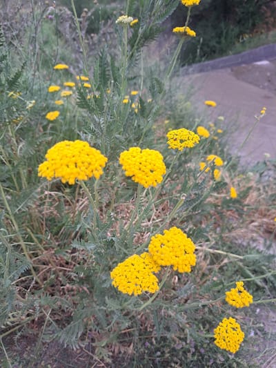The image shows a cluster of bright yellow flowers with feathery green foliage in Prigorodnoye, Kyrgyzstan. The flowers are small and grow in dense, umbrella-like clusters. They are the main subject of the photograph, set against a blurred background of more foliage and a hint of a paved path and embankment. The lighting appears to be natural daylight, casting soft shadows. There are no people or animals visible in the scene.