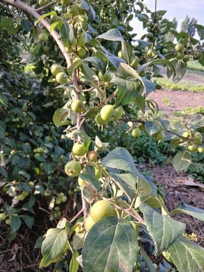 The image depicts a close-up view of an apple tree branch laden with numerous unripe green apples. The apples are small and round, varying in size, and are clustered along the branch, interspersed with green leaves. Some apples are partially obscured by the foliage, while others are more prominently visible. The branch itself is woody and brown, with smaller twigs extending from it.
The background is a mix of other foliage and the ground, which appears to be tilled earth, possibly a field or garden. The lighting suggests it is daytime, with sunlight casting shadows and highlighting the textures of the leaves and apples. The overall scene is natural and appears to be set outdoors. There is no visible text in the image. The setting suggests an orchard or a garden where apples are being grown. The time of day appears to be late afternoon or early evening, given the warm quality of the light and the length of the shadows. The weather seems to be clear and fair.