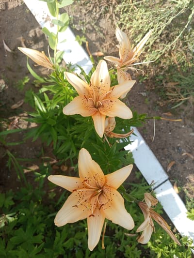 This is a close-up, top-down photograph of several pale orange lily flowers with dark spots, some in full bloom and others in bud or wilting. The flowers are interspersed with lush green foliage. The background consists of dirt and dry grass. A white, rectangular object, possibly a border or edging stone, runs diagonally across the image. The scene appears to be outdoors in a garden setting. The location is identified as Kenjekol, Kazakhstan.